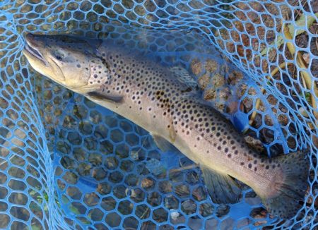 大物連発！ ～高島の泉～